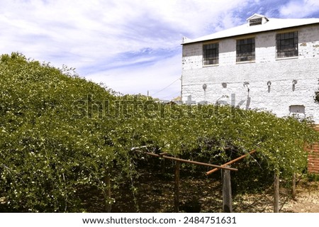 View of largest rose tree in Tombstone Arizona