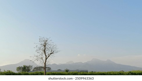 a view in the late afternoon with a tree whose leaves have fallen, leaving only a few left because of the dry season
