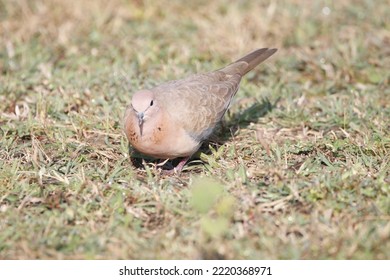 View of Laughing Dove Searching for food