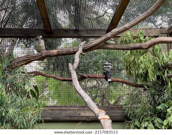 View of\
Laughing Kookaburra Bird (Dacelo Novaeguineae) standing on branches\
in the bird enclosed. It is the largest of the kingfisher family,\
and famous for its chorus of\
laughter