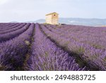 View of lavender flowers rows with the old traditional stone farm house during sunset time at Valensole fields in Provence, France