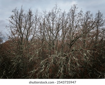 View of leafless trees in late autumn or early winter, with green moss and lichen covered branches against a cloudy sky. The scene creates a mood, a calm atmosphere. - Powered by Shutterstock