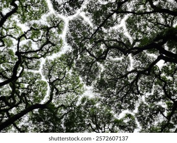 View of the leaves from below, patterned and impressive.