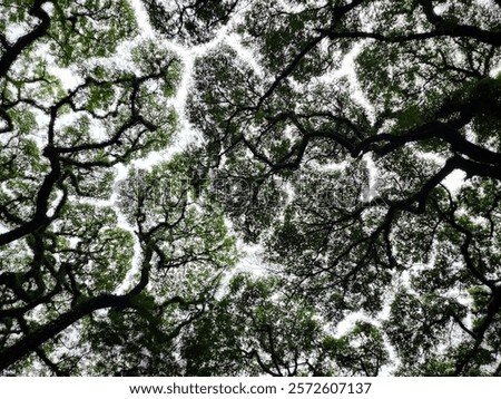 View of the leaves from below, patterned and impressive.