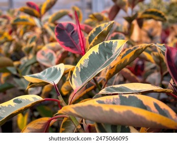 A view of the leaves of the Ficus Elastica Ruby plant, on display at a local nursery.