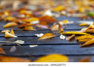 View of the leaves on the wet bench in the autumn park