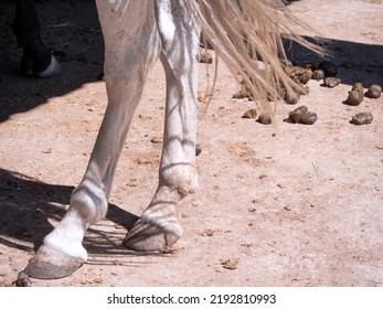 View Of Legs And Hooves Of White Horse And Horse Dung In The Background.