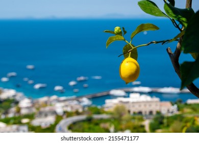 View of a lemon hanging from a branch on the island of Capri, Italy.