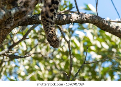 View Of The Leopard Paw As It Sleeps On Top Of A Tree Inside Masai Mara National Reserve During A Wildlife Safari