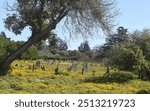 View of the Leper Graveyard, Robben Island, Cape Town South Africa
