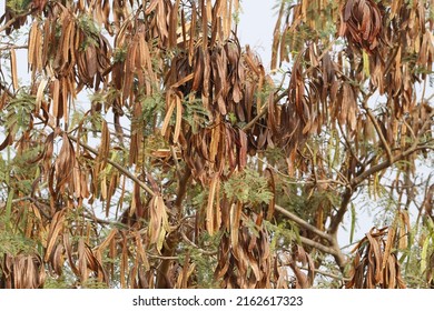 View Of Leucaena Leucocephala Tree Seed Pods