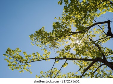 Blick auf einen Kalkbaum im Frühjahr in Europa