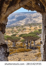View from a limestone cave overlooking a dragon blood tree forest and mountain valley on Socotra Island, Yemen, one of the world's most unique ecosystems.