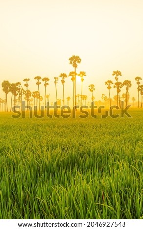 View of Line of Asian Palmyra palm trees or Sugar palm and green rice field, with silhouette sunset background landscape scene in twilight time at viewpoint of Dongtan Sam Khok, Pathum Thani, Thailand