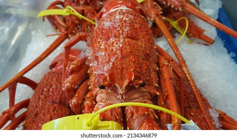 View of live Tasmanian Southern Red Rock Lobster or Crays on the ice at local fish market. It is a salt-water fish that good for grilling, baking, steaming, poaching, stir-fry and boiling. Wild-caugh.
