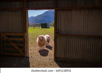 View From The Local Farm In Glenorchy In South Island Of New Zealand With Blue Sky. 