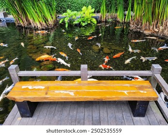 A view of a long wooden bench on a pond deck with a backdrop of koi fish swimming in the pond. - Powered by Shutterstock