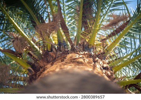 View looking up from the base of a palm tree to its green frond against a bright blue sky, tropical destination, exotic summer nature.