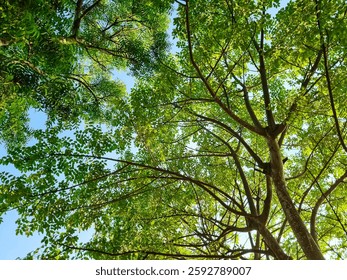 A view looking up at birch trees in the forest. Natural leafy green summer beautiful background