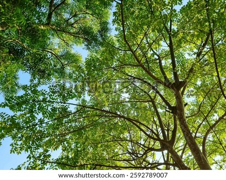 A view looking up at birch trees in the forest. Natural leafy green summer beautiful background