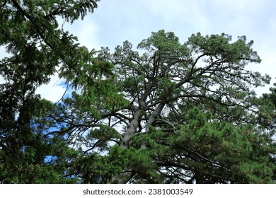 A view looking up at the branches and needles of pine trees in a woodland scene