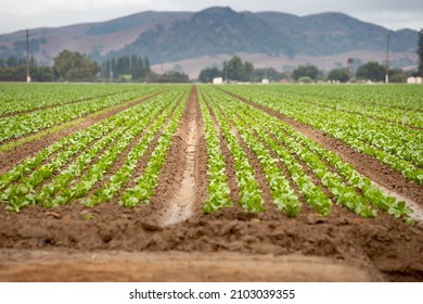 A view looking down some rows of leafy green product, seen in the farmlands of Gilroy, California.