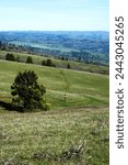 View looking down a steep sloping meadow with a single pine tree next to a hiking path, with rolling hills in the distance.