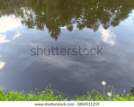 A view looking down at a still water surface that reflects a dense line of trees and a bright sky with clouds. The lower portion of the image shows a lush green bank with blades of grass, small yellow wildflowers, and a couple of dandelion clocks. The dark water contrasts with the bright reflections and the vivid green foreground.