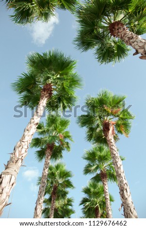 View looking up from the ground to blue sky and green palm trees