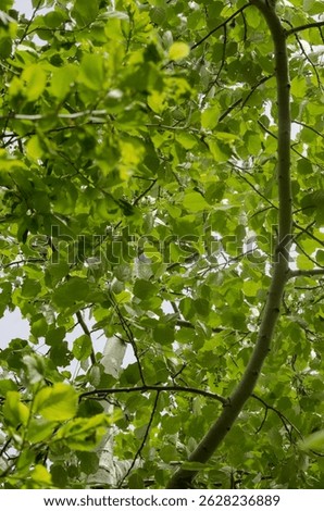 A view looking up into the canopy of an aspen tree (Populus tremula), showcasing its light-colored bark and vibrant, fresh green leaves. The roundish leaves with serrated edges are characteristic of t