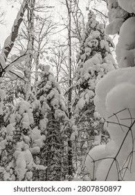 A view looking up into a dense winter forest where tall evergreen trees are heavily coated in thick, clumpy white snow. Bare branches mix with the snowy pines under a grey overcast sky.