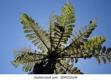 A View Looking Up Into A Native New Zealand Tree Fern