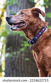 View Looking Up At Red Orange Aging Dog, Smiling, Wearing Collar, Tree In Background.