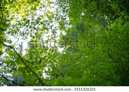 View looking up through green maple leaves on several tree branches, against bright sunshine in late summer in a Japanese forest. Blurred nature background and blue sky with bokeh and lens flare.