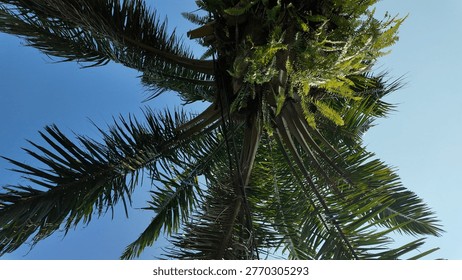 View looking up through palm tree branches showcasing vibrant green leaves against clear blue sky