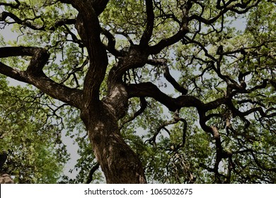 View Looking Up From Underneath A Texas Live Oak Tree