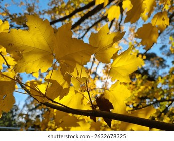 A view looking up, through the branches of a maple tree, as the sun lights up the golden yellow autumn leaves.  The five points and veins of the maple leaves are visible on this glorious sunny day.