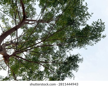 A view looking upward from the base of a shady tree often known as the Mindi tree. It features an upright trunk and wide-spreading branches that provide ample shade. Its dense, small leaves create artistic patterns of shadow as sunlight filters through them.