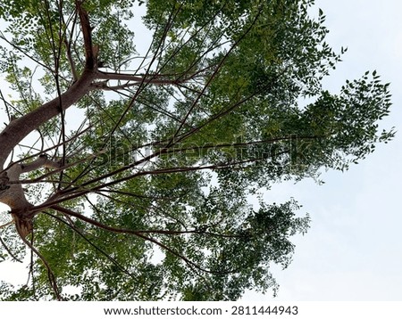 A view looking upward from the base of a shady tree often known as the Mindi tree. It features an upright trunk and wide-spreading branches that provide ample shade. Its dense, small leaves create artistic patterns of shadow as sunlight filters through them.