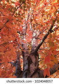 A View Looking Upward Into A Maple Tree In Full Fall Color