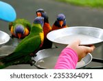 View of Lorikeets being fed from a plate as a tourist attraction at the Currumbin Wildlife Sanctuary in Gold Coast Australia. 