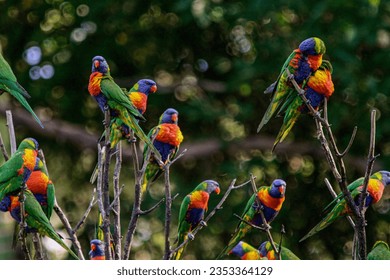 View of Lorikeets perched on top of a tree at the Currumbin Wildlife Sanctuary in Gold Coast Australia.  - Powered by Shutterstock