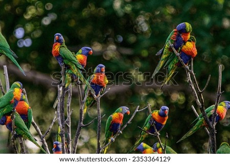 View of Lorikeets perched on top of a tree at the Currumbin Wildlife Sanctuary in Gold Coast Australia. 