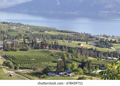 View Of Lush Naramata Vineyards And Okanagan Lake From An Aerial View Point Taken From The Kettle Valley Railway Hiking Trail.