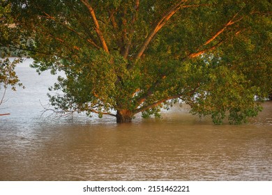 A View Of The Lush Tree In The Big Water Pond After The Storm