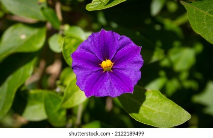 View of lycianthes rantonnetii flower in garden. Also known as the blue potato bush or paraguay nightshade. is a species of flowering plant in the nightshade family Solanaceae. 
