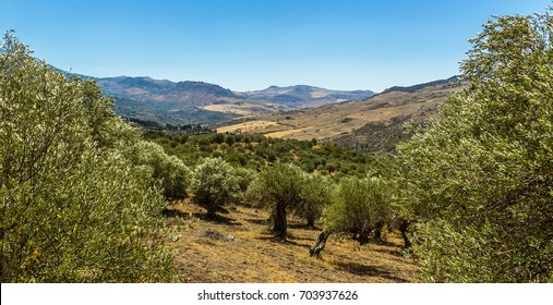 Blick vom Madoniegebirge auf Sizilien über einen Olivenhain bis zum Tal unten im Sommer