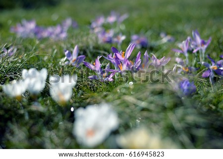 Similar – Image, Stock Photo antisnow army