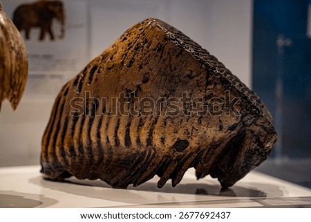 View of mammoth tooth replica displayed in museum.