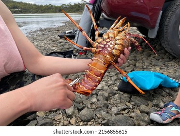 View of a man holding a live Tasmanian Southern Red Rock Lobster or Crays at the rocky seashore area. They are freshly caught from the sea. It is a salt-water fish